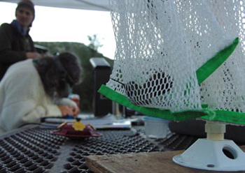 A hummingbird waits to be banded at Mesa Verde National Park A hummingbird waits to be banded at Mesa Verde National Park