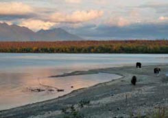 bears walking along a beach, with the ocean and distant mountains visible