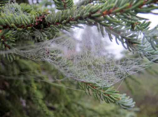 closeup of a spider web on a tree