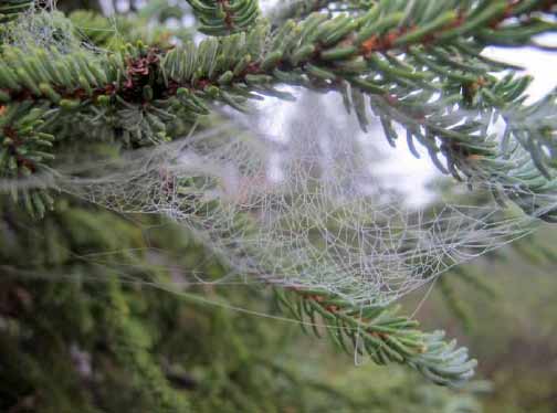closeup of a spider web on a tree closeup of a spider web on a tree