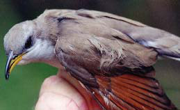 Yellow-billed cuckoo. Yellow-billed cuckoo.