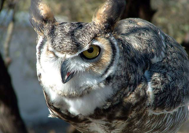 Great horned owl. Great horned owl.