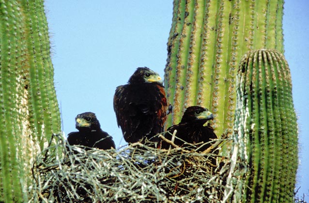 Harris’s hawk. Harris’s hawk.