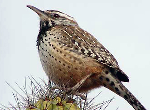 Cactus wren. Cactus wren.