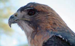Red-tailed hawk. Red-tailed hawk.