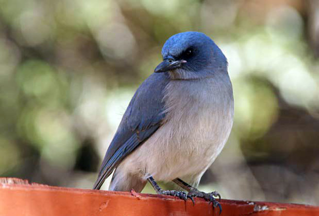 Mexican Jay