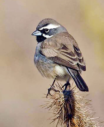 Black-throated sparrow