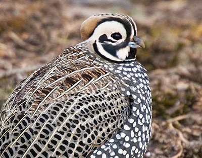 Montezuma quail Montezuma quail