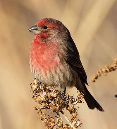 House finch