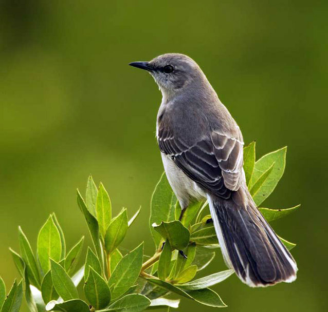 Northern mockingbird