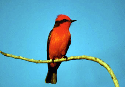 Vermillion flycatcher