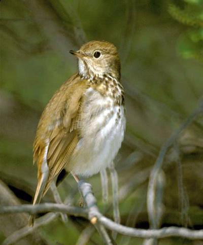 Hermit thrush