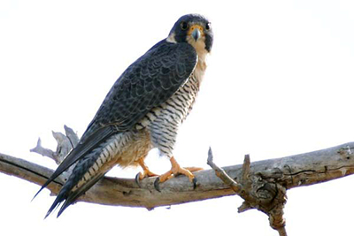 Peregrine falcon Peregrine falcon