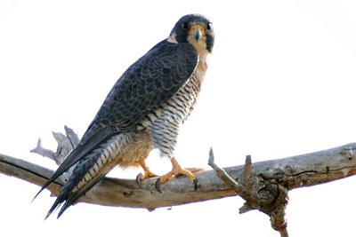 Peregrine falcon