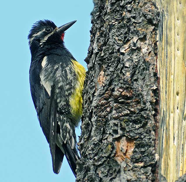 Male Williamson’s sapsucker.