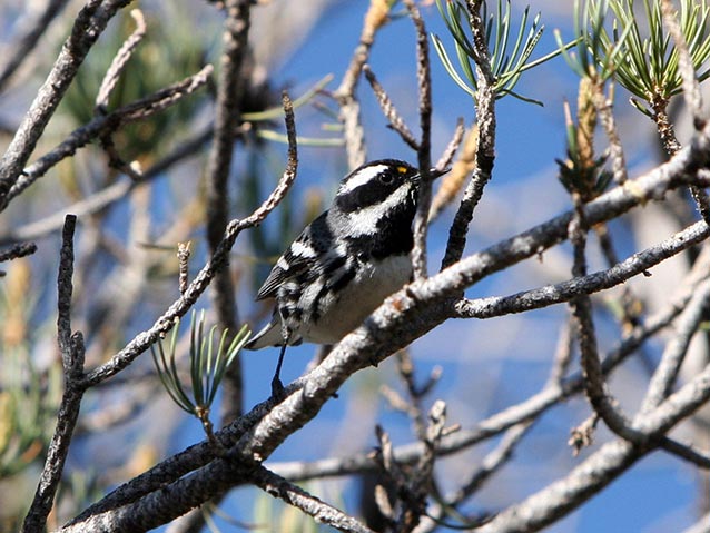 Black-throated gray warbler.
