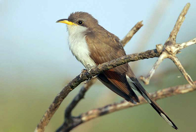Yellow-billed cuckoo Yellow-billed cuckoo