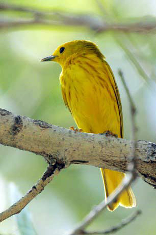 Yellow warbler