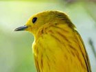 Yellow warbler