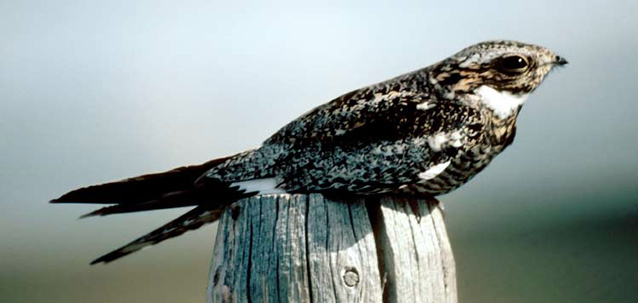 Common nighthawk Common nighthawk
