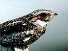 Common nighthawk