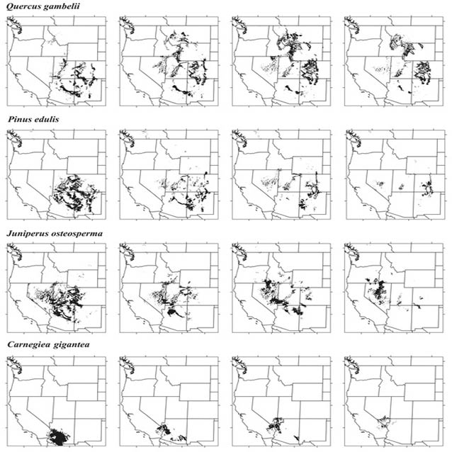 Modeled future distribution of four plant species in the years 2000, 2030, 2060, and 2090