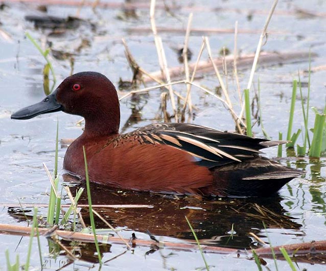 Cinnamon teal Cinnamon teal