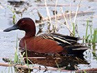 Cinnamon teal