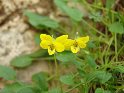 Guadalupe Mountains violet