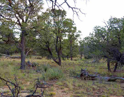 Pinyon-juniper savanna at El Morro National Monument.