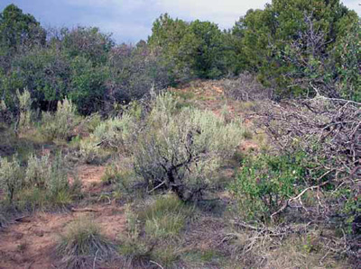 Pinyon-juniper wooded shrubland at Mesa Verde National Park. Pinyon-juniper wooded shrubland at Mesa Verde National Park.