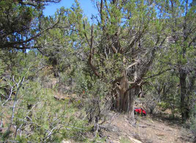 Persistent pinyon-juniper woodlands at Mesa Verde National Park. Persistent pinyon-juniper woodlands at Mesa Verde National Park.