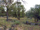 Pinyon-juniper savanna at El Morro National Monument.