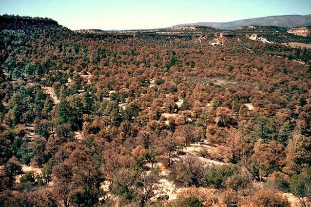 Pinyon pines in New Mexico in 2002 stressed from drought and an associated bark beetle outbreak. Pinyon pines in New Mexico in 2002 stressed from drought and an associated bark beetle outbreak.
