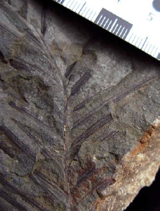 fossilized imprint of a twig in a large rock