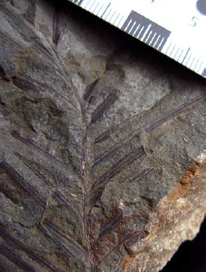 fossilized imprint of a twig in a large rock fossilized imprint of a twig in a large rock