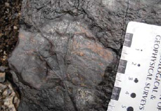 leaf impression in a rock, roughly five inches long leaf impression in a rock, roughly five inches long