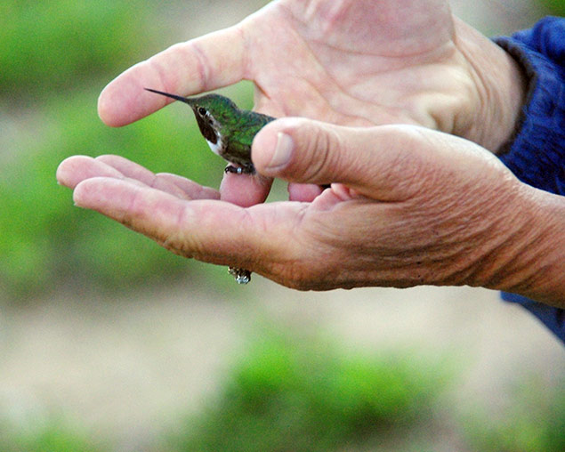 Releasing a hummingbird after banding Releasing a hummingbird after banding