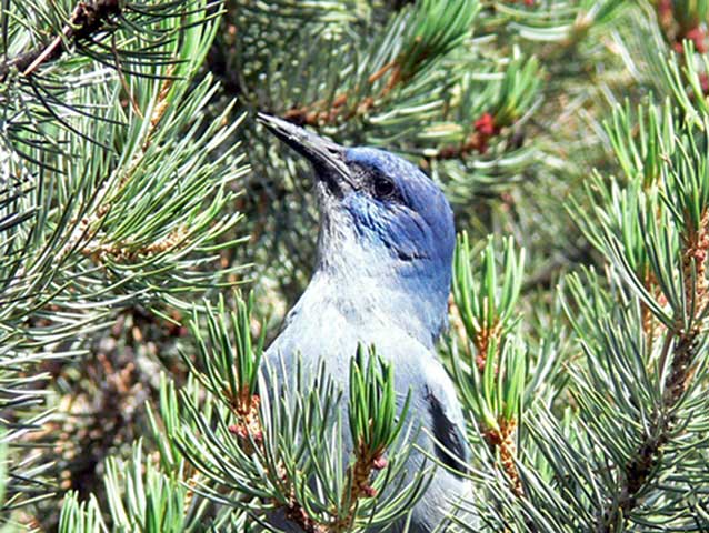 Pinyon jays are among the birds responsible for dispersing pinyon seeds.