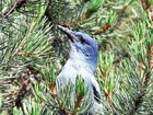 Pinyon jays are among the birds responsible for dispersing pinyon seeds.