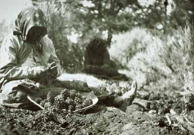 Harvesting pinyon nuts, an important source of nutrition for early residents of the Southwest. Harvesting pinyon nuts, an important source of nutrition for early residents of the Southwest.