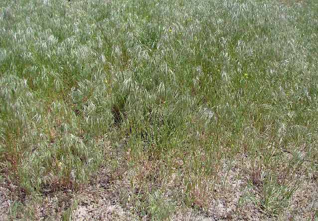 Cheatgrass, an invasive plant of concern in pinyon-juniper woodlands.