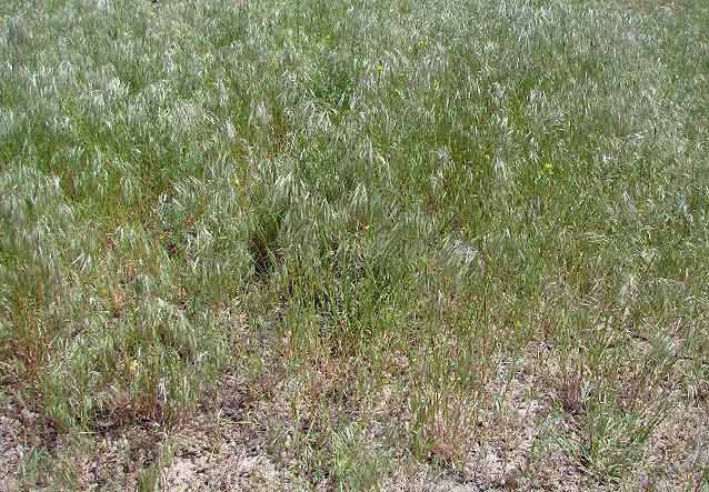 Cheatgrass, an invasive plant of concern in pinyon-juniper woodlands. Cheatgrass, an invasive plant of concern in pinyon-juniper woodlands.