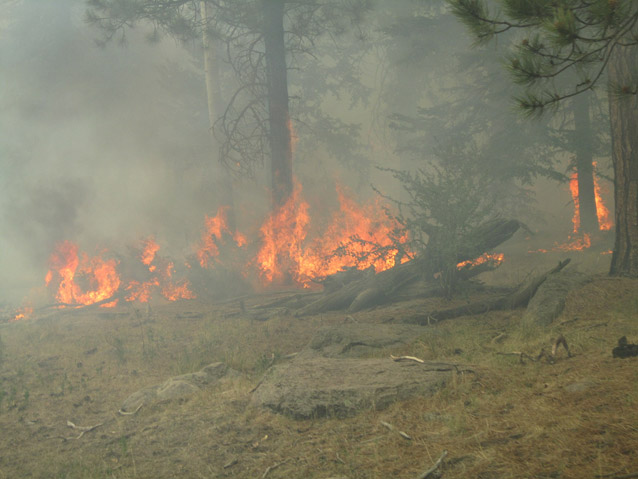 The 2011 Las Conchas Fire. Pinyon pines and junipers are both easily killed by wildfire.