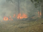 The 2011 Las Conchas Fire. Pinyon pines and junipers are both easily killed by wildfire.