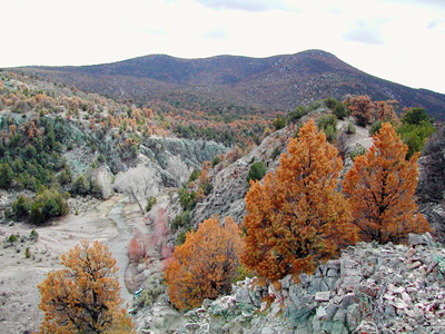 Pinyon pine mortality. Pinyon pine mortality.
