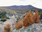 Pinyon pine mortality.