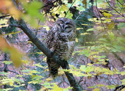 Madrean pine oak, encinal oak, and riparian woodlands provide habitat for Mexican spotted owls