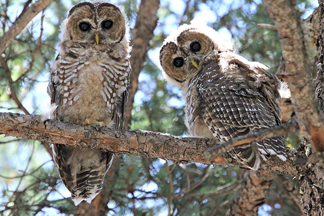 A pair of Mexican spotted owl fledglings