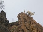 ewe and lamb on a rocky outcropping